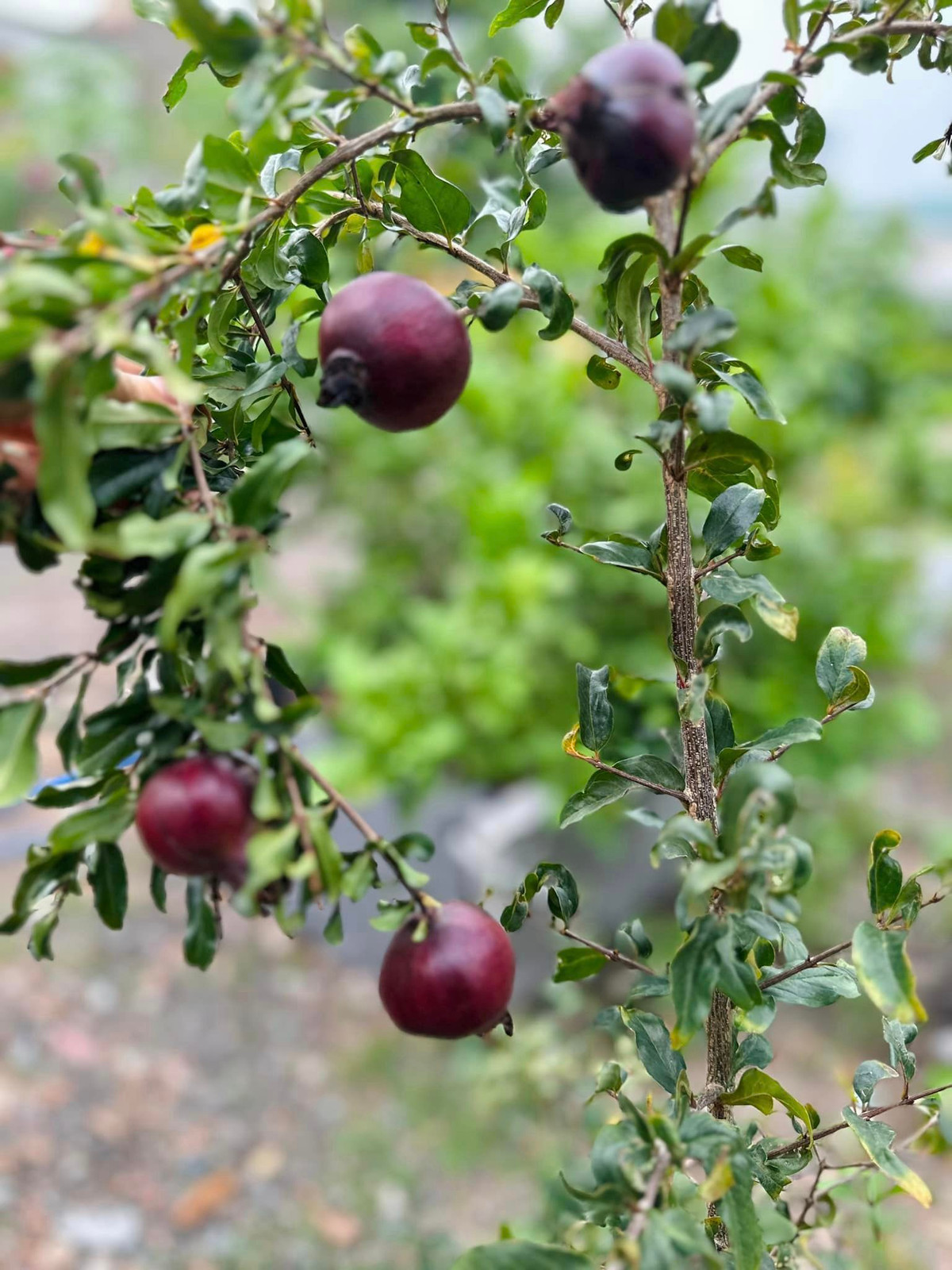 Những trái lựu tô điểm cho khu vườn đầy hương sắc.