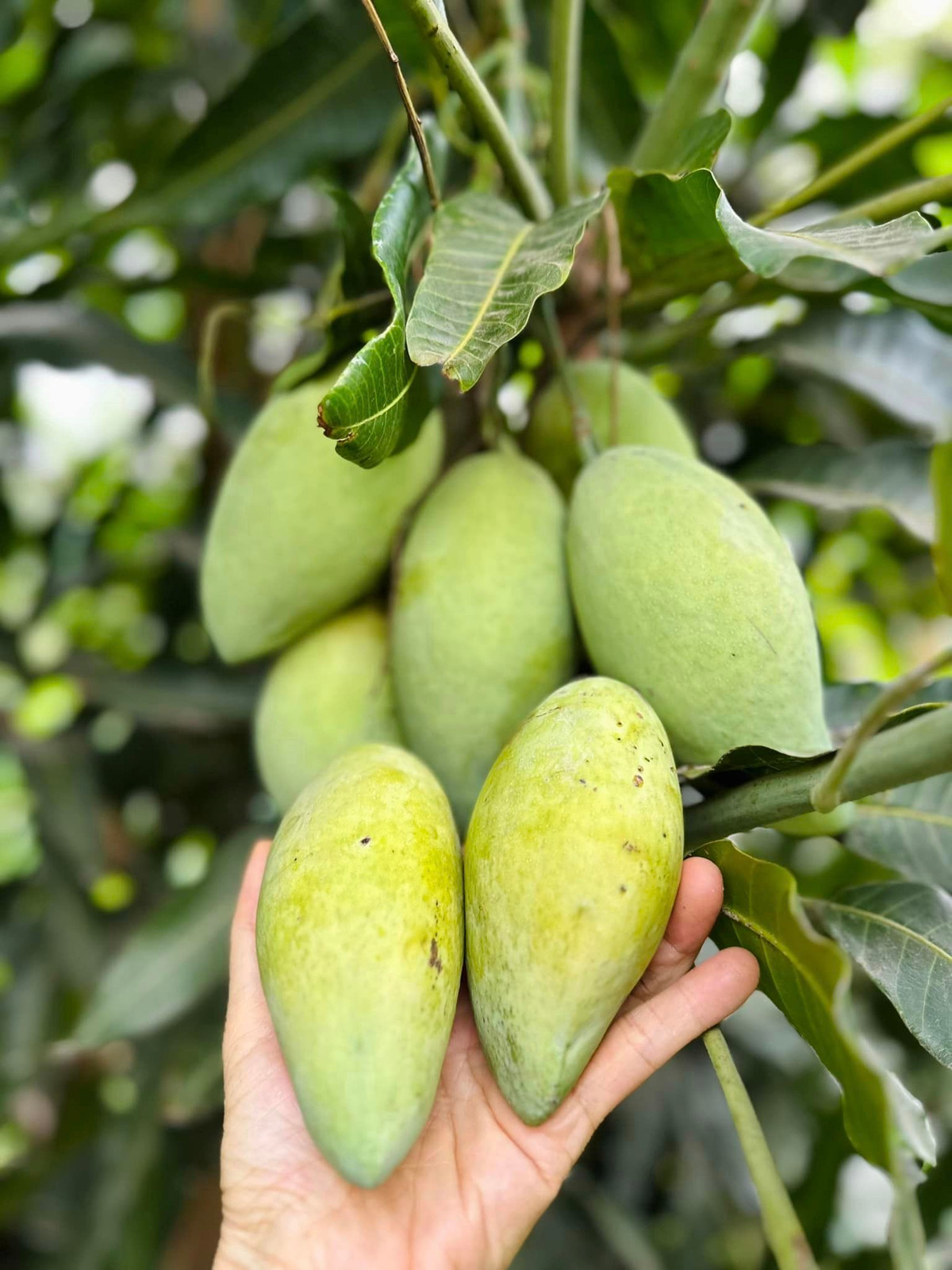 Xoài cho trái to và sai trĩu. Một chùm có tới 12 quả.