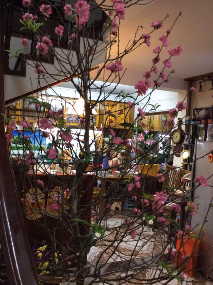 Ngày Tết, nghệ sĩ Minh Vượng tô điểm cho không gian sống bằng chậu đào lớn.