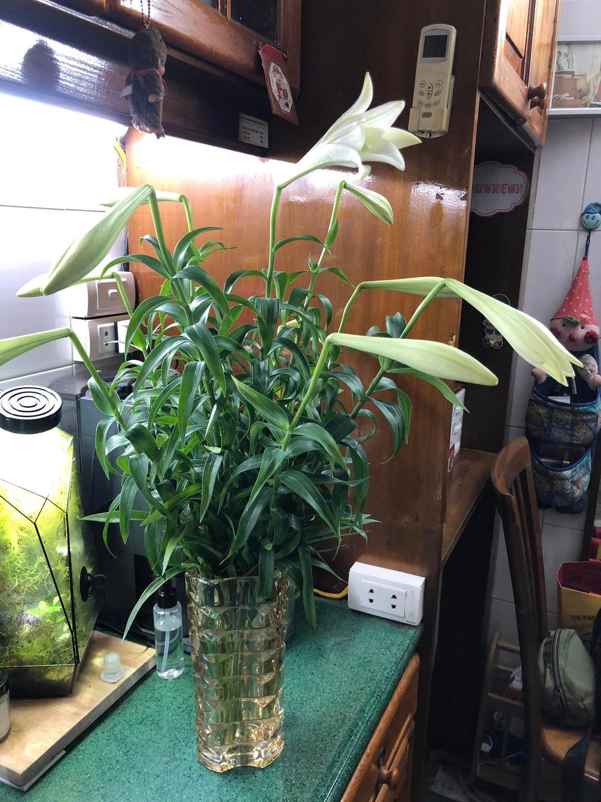 Loa kèn đầu mùa bé nhưng rất thơm.