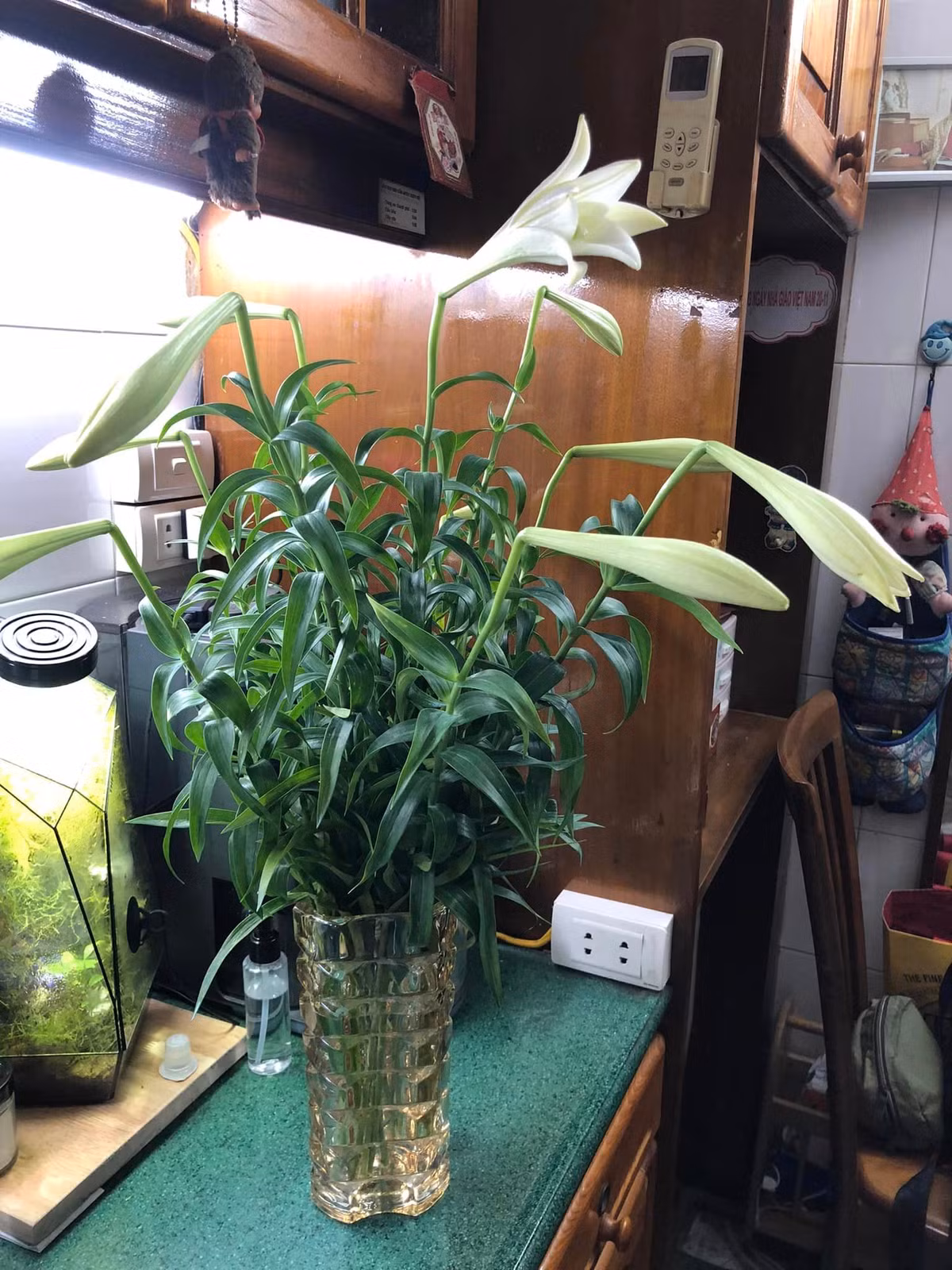 Loa kèn đầu mùa bé nhưng rất thơm.