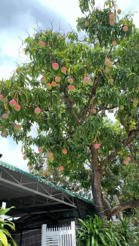 Đặc biệt, nhiều người tưởng đây là cây đào tiên trong phim.