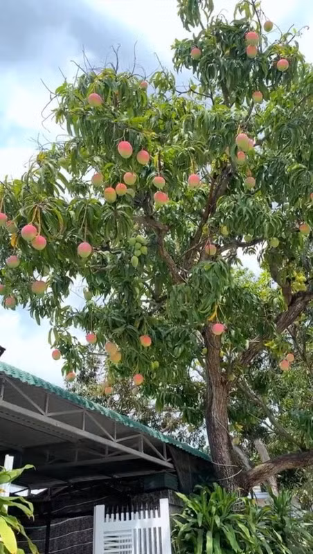 Đặc biệt, nhiều người tưởng đây là cây đào tiên trong phim.