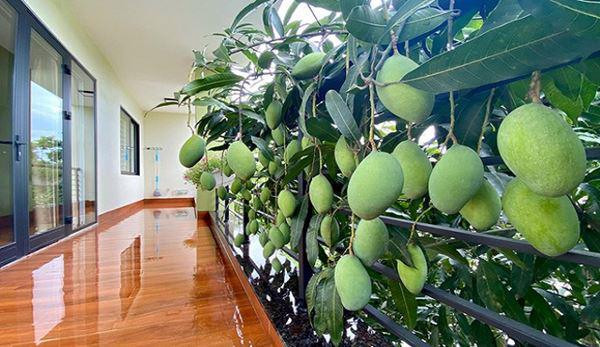 Hàng xoài keo dài theo hành lang, muốn ăn lúc nào cũng hái được.