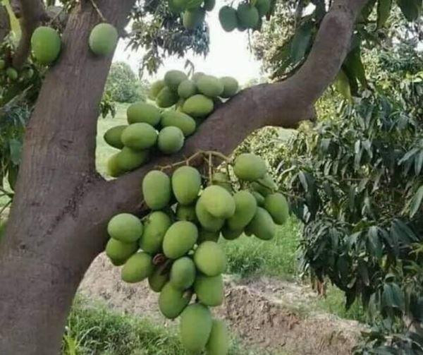Quả xoài chen chúc, nằm xếp chồng lên nhau. Nguồn ảnh: Facebook, TikTok