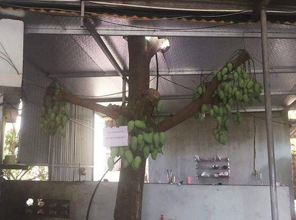 Dù đã chặt hết cành nhưng cây xoài vẫn sống mãnh liệt, cho quả chi chít ngay trong nhà.