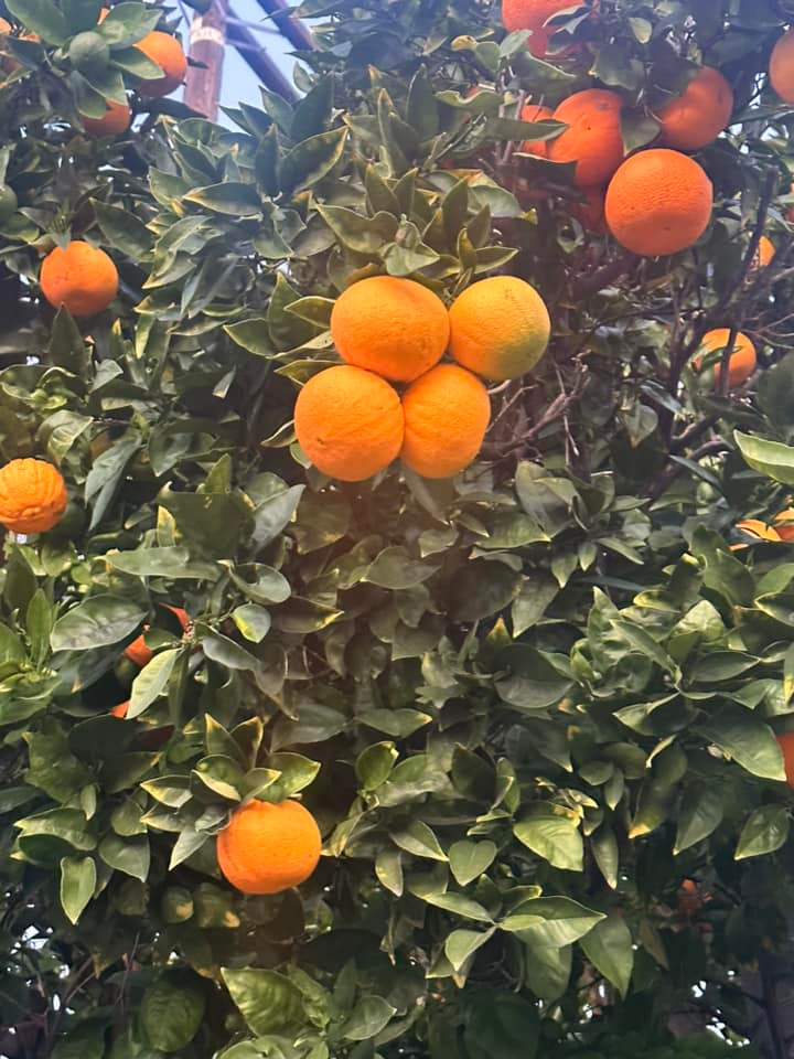 Cam chín vàng rực một góc vườn.