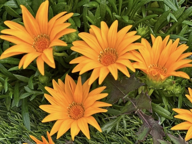 Hoa nào cũng bung nở rực rỡ. Nguồn ảnh: FBNV