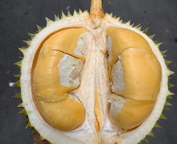Không chỉ Musang King, sầu riêng Black Thorn, loại sầu riêng gai đen đắt đỏ nhất cũng chứng kiến đà giảm giá. Ảnh: Người lao động