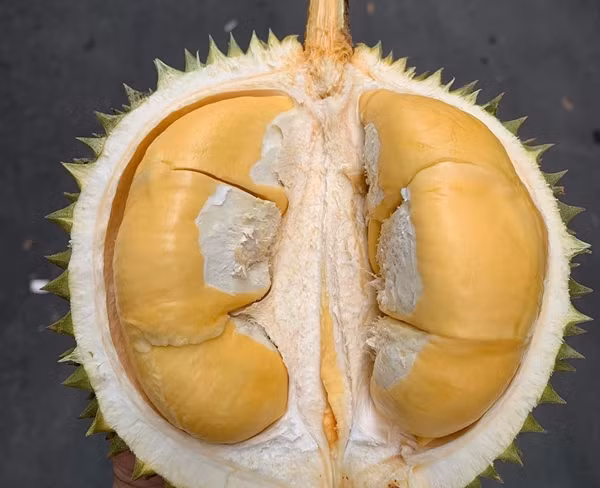 Không chỉ Musang King, sầu riêng Black Thorn, loại sầu riêng gai đen đắt đỏ nhất cũng chứng kiến đà giảm giá. Ảnh: Người lao động