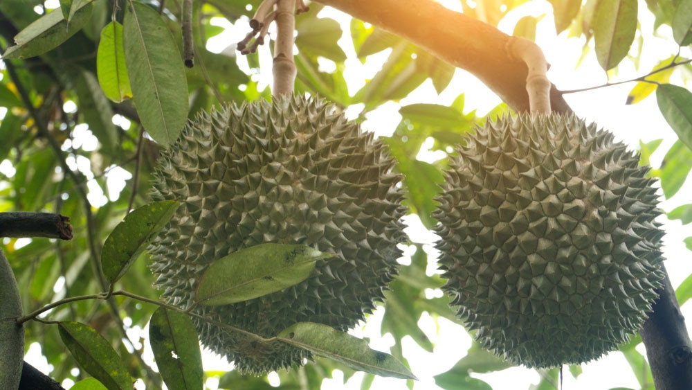 Black Thorn cho sản lượng vượt trội hơn Musang King và Monthong. Mỗi trái Black Thorn thường có trọng lượng từ 1,5-4,5 kg, 4-5 hộc múi. Ảnh: Kim Nông Goldstar