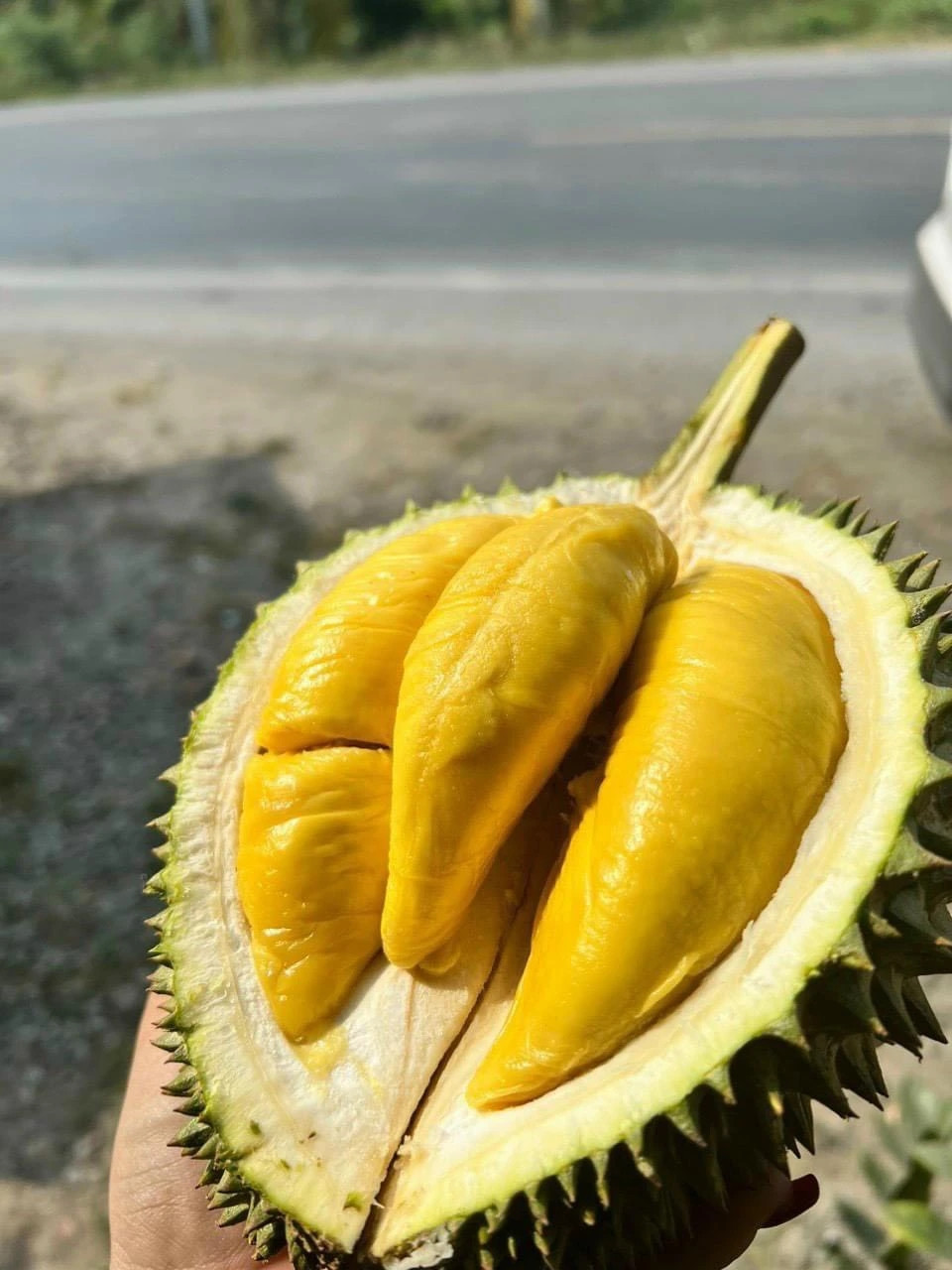Mức giá thu mua sầu riêng Musang King này thậm chí còn thấp hơn sầu riêng Monthong (hay còn gọi sầu riêng Thái). Ảnh: Sieuthicaygiong