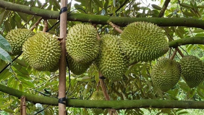 Sầu riêng Musang King loại B (1,3 kg – 4 kg) giá thu mua từ 65.000 – 70.000 đồng/kg. Ảnh: Bách hóa xanh