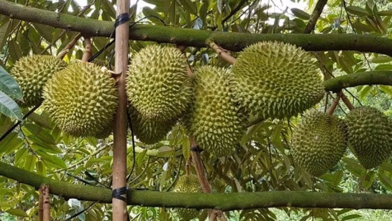 Sầu riêng Musang King loại B (1,3 kg – 4 kg) giá thu mua từ 65.000 – 70.000 đồng/kg. Ảnh: Bách hóa xanh