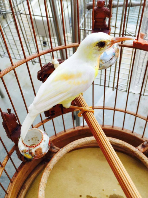 Đại gia Chương Tailor còn sở hữu 2 chú chim hút mật, mỗi con có giá 100 triệu đồng. Ảnh: Youtube Chương Taylor