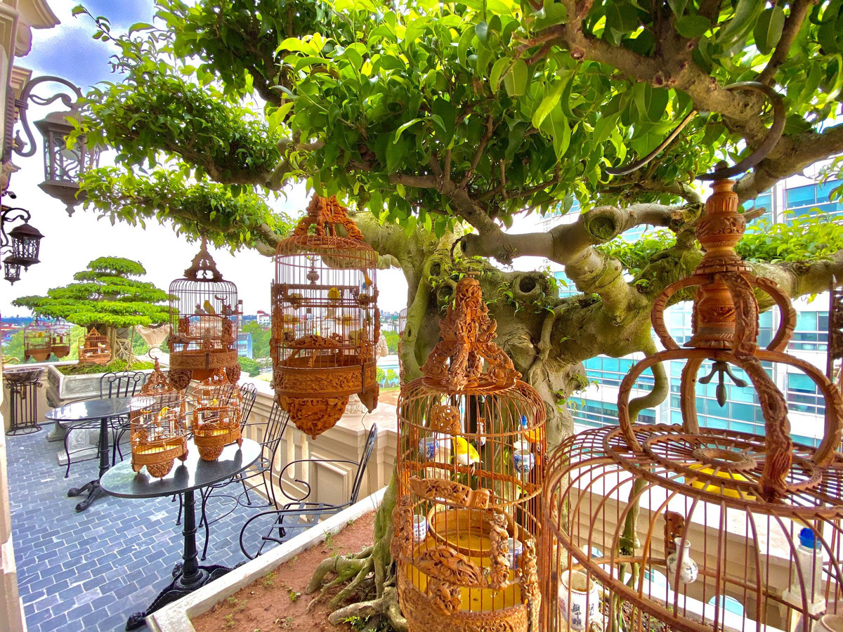 Vẻ đẹp mê mẩn của những chú chim quý giúp khơi nguồn sáng tạo trong công việc của nam doanh nhân. Ảnh: FB Chương Taylor