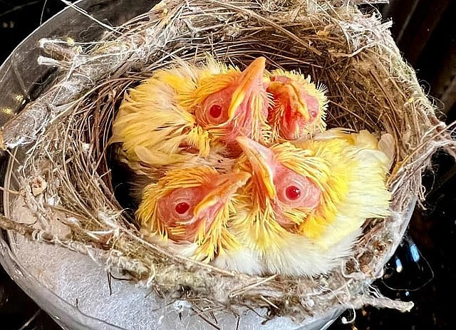 Doanh nhân Chương Tailor gây sốt với việc chi gần 500 triệu mua một tổ chim vành khuyên đột biến. Ảnh: FB Chương Tailor