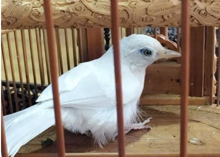 Họa mi bạch tạng được "ông trùm thời trang" lặn lội sang Singapore 3 lần để mua, giá 350.000 đồng. Ảnh: Dân Việt