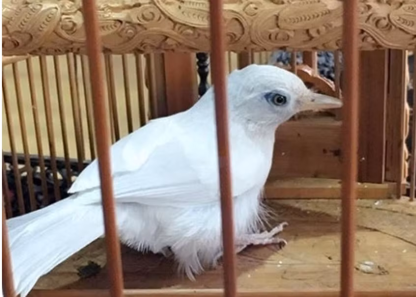 Họa mi bạch tạng được "ông trùm thời trang" lặn lội sang Singapore 3 lần để mua, giá 350.000 đồng. Ảnh: Dân Việt