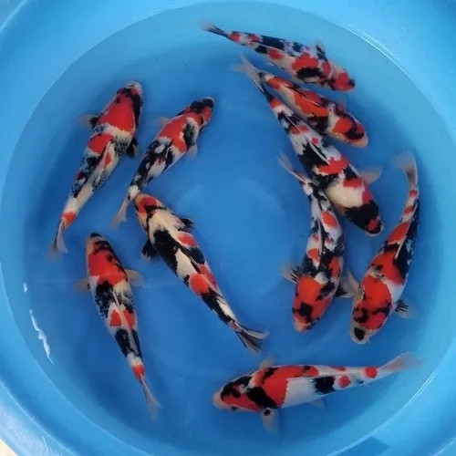 Cá Koi đắt là bởi việc nuôi dưỡng vô cùng khó khăn. Một người nuôi có thể bắt đầu từ 3 triệu con mới đẻ nhưng chỉ chọn được khoảng 15.000 con nuôi trong năm đầu tiên và khoảng 1.000 con để nuôi trong năm tiếp theo. Ảnh: IndiaMART