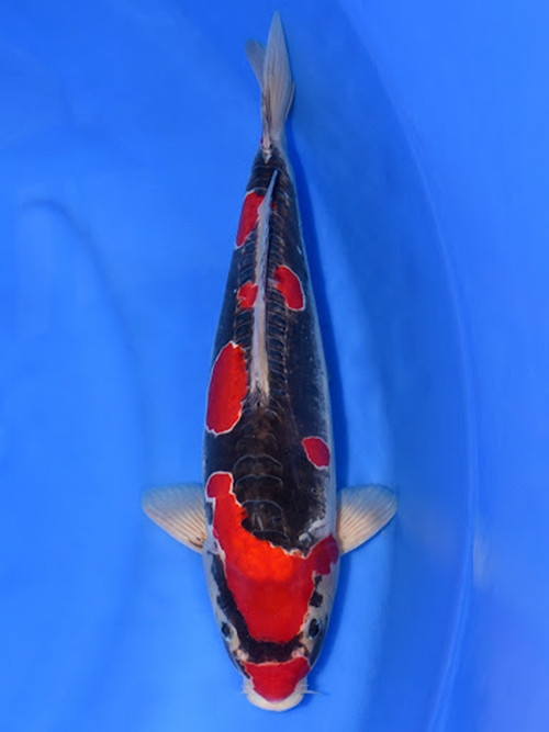 Loài cá này có đặc điểm cơ thể là một màu đen (Sumi) và điểm nhấn màu đỏ và trắng tuyết tạo thành một mạng lưới đan xen lẫn nhau. Ảnh: Hall of fame