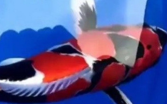 Koi Showa có màu trắng nhiều hơn đen được gọi là Kindai. Cá Koi Showa cùng với Kohaku và Sanke Koi tạo thành Gosanke là ba phân loại cá Koi phổ biến nhất. Ảnh: Youtube