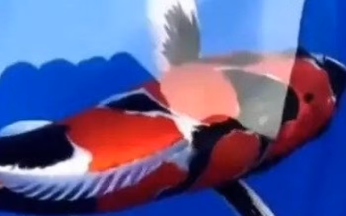 Koi Showa có màu trắng nhiều hơn đen được gọi là Kindai. Cá Koi Showa cùng với Kohaku và Sanke Koi tạo thành Gosanke là ba phân loại cá Koi phổ biến nhất. Ảnh: Youtube