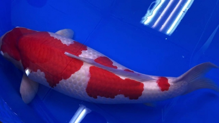 Cá chép Koi được nuôi ở Nhật Bản vào những năm 1700 khi những người nông dân bắt đầu nhân giống chúng vì màu sắc và kiểu dáng khác biệt. Ngày nay, cá Koi trở thành loài cá cảnh đắt nhất thế giới. Ảnh: Getty