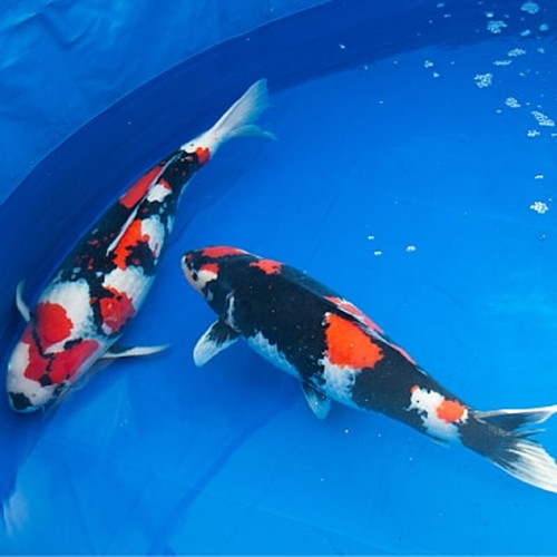 Tuổi thọ trung bình của cá Koi Showa từ 25 - 35 năm. Ảnh: Visinhcakoi