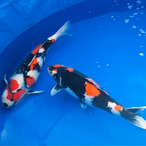 Tuổi thọ trung bình của cá Koi Showa từ 25 - 35 năm. Ảnh: Visinhcakoi