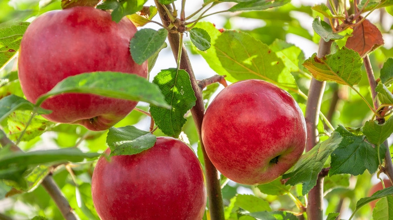 Vỏ táo hơi dày, dai với lớp nền màu xanh lục vàng, gần như được bao phủ hoàn toàn bằng màu hồng, đỏ đến đỏ thẫm, có sọc và lốm đốm. Ảnh: Getty