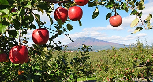 Ngay cả khi đã tỉa bớt, những trái táo với kích thước lớn cũng khó tránh khỏi việc bị gãy cành. Vì vậy, người trồng phải theo dõi chặt chẽ để bảo vệ trái táo đặc sản. Ảnh: Shutterstock