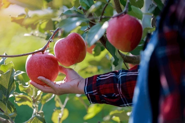 Đây cũng là nguyên nhân khiến người trồng không thể sản xuất hàng loạt giống táo này, càng làm tăng độ hiếm của Sekai Ichi. Ảnh: Shutterstock