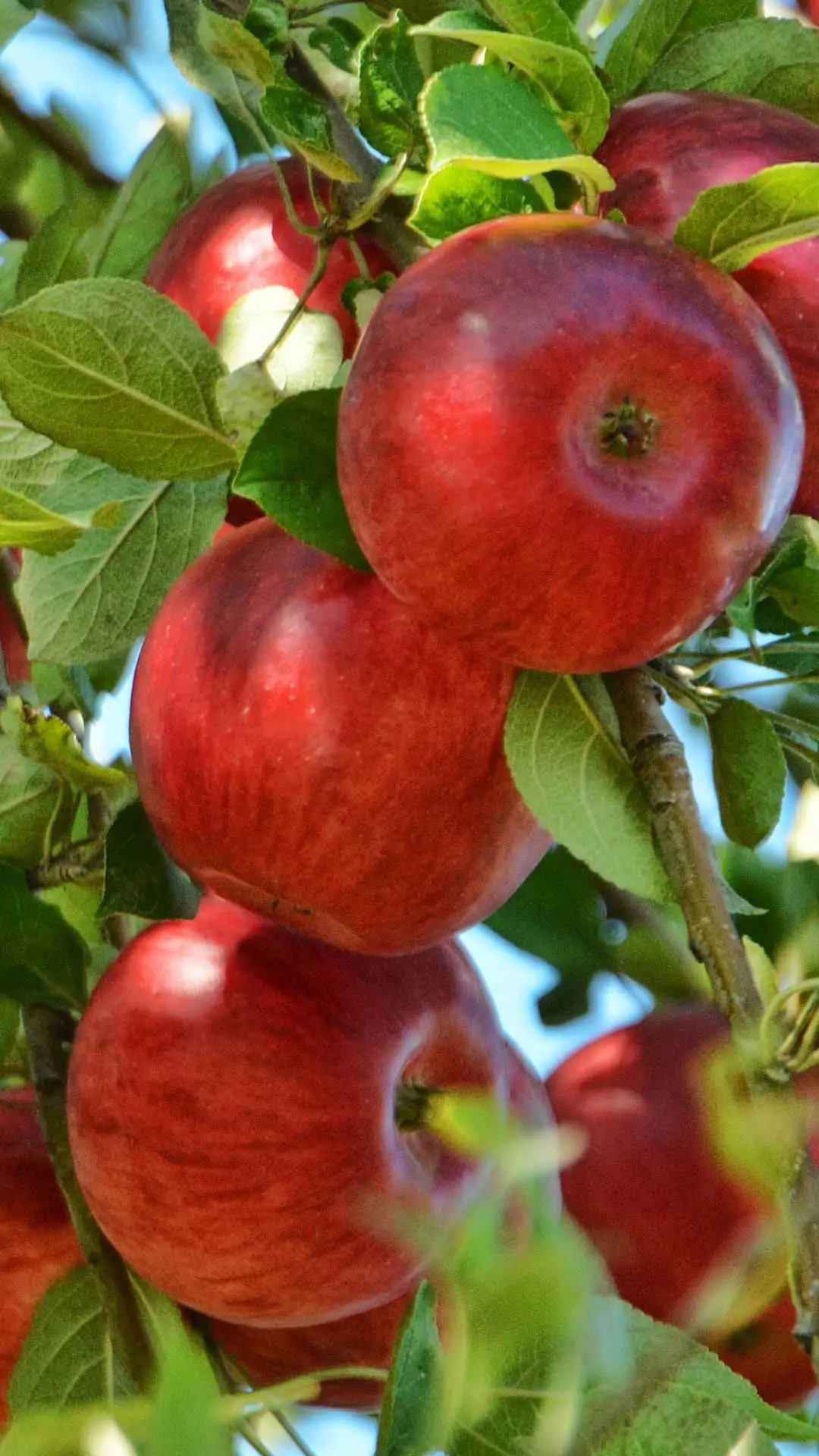 Màu đỏ trên bề mặt táo chủ yếu được tạo thành bởi lượng ánh sáng mặt trời nhận được trong quá trình trồng trọt. Ảnh: Curly Tales