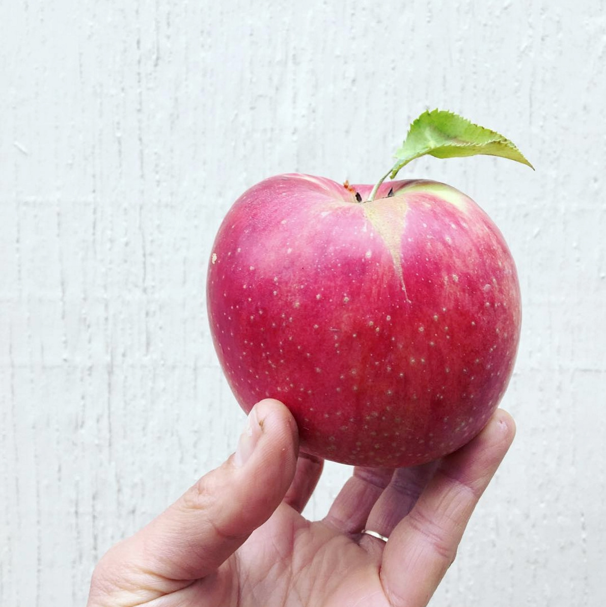 Khi thu hoạch, táo được rửa sạch bằng sáp ong để luôn giữ được độ tươi mát, tránh bị va đập mạnh dẫn đến dập nát. Ảnh: Shutterstock