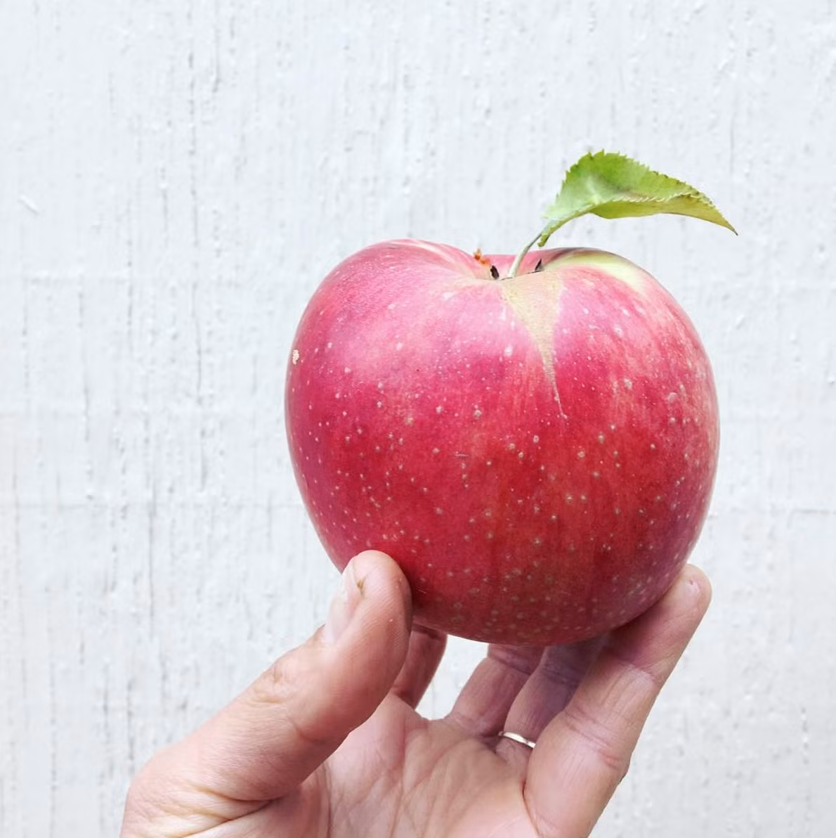 Khi thu hoạch, táo được rửa sạch bằng sáp ong để luôn giữ được độ tươi mát, tránh bị va đập mạnh dẫn đến dập nát. Ảnh: Shutterstock