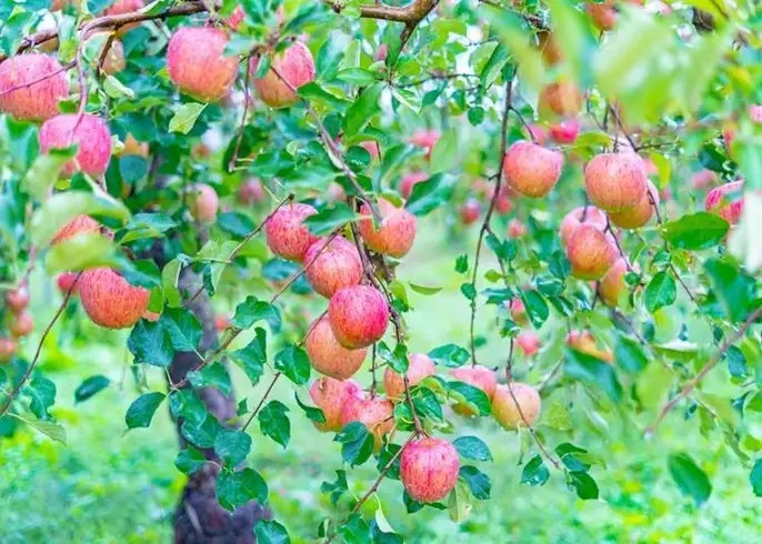 Một trong những lý do quan trọng nhất khiến táo Sekai-Ichi đắt đỏ là quy trình trồng, chăm sóc và thu hoạch hoàn toàn thủ công. Ảnh: Japantimes