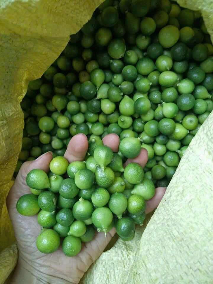 Chanh rừng là sản vật đặc trưng của núi rừng Mẫu Sơn (Lạng Sơn). Loại chanh này có kích thước nhỏ chỉ như quả quất nhưng giá đắt gấp 5 - 6 lần chanh thường.