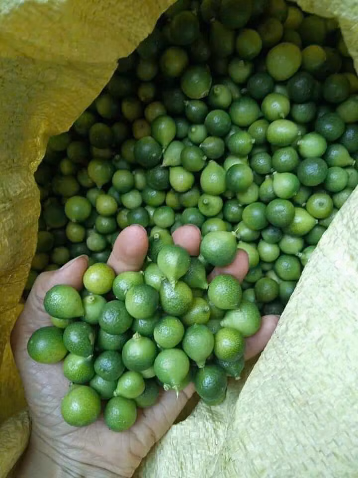 Chanh rừng là sản vật đặc trưng của núi rừng Mẫu Sơn (Lạng Sơn). Loại chanh này có kích thước nhỏ chỉ như quả quất nhưng giá đắt gấp 5 - 6 lần chanh thường.