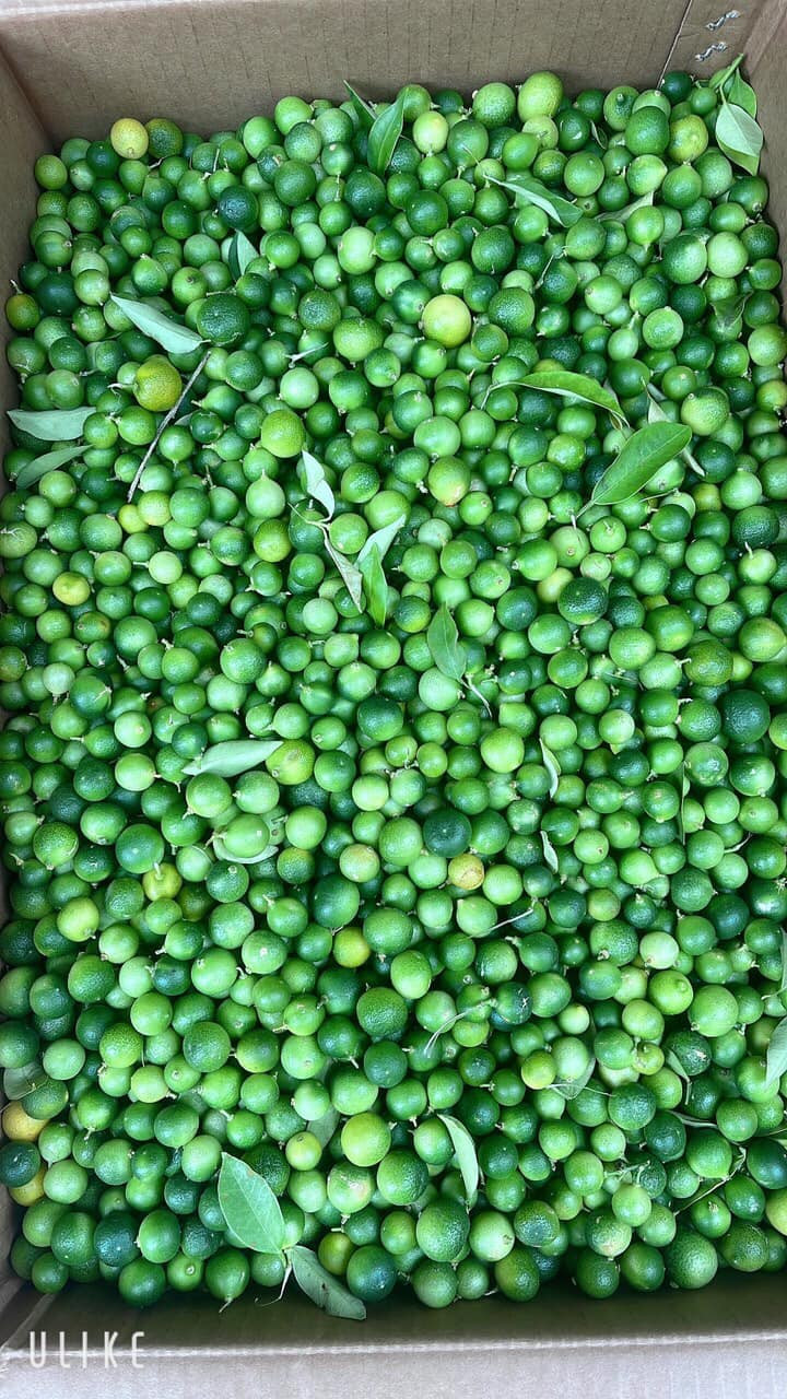 Trên chợ mạng, chanh rừng Mẫu Sơn đang được bán lẻ từ 105.000 - 120.000 đồng/kg.