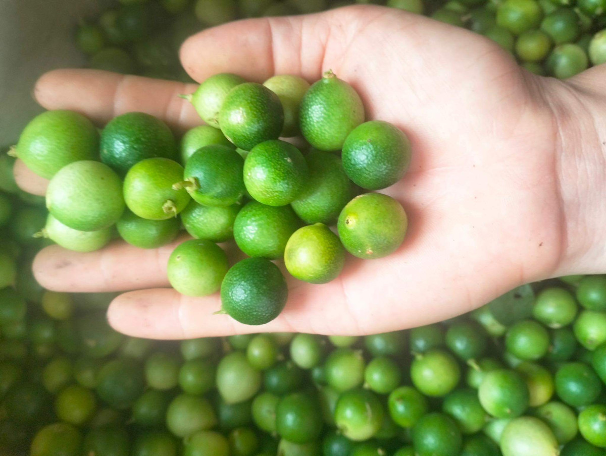 Hiện tại, chanh rừng đang vào đầu mùa nên số lượng còn hạn chế. Khách đặt mua phải chờ lâu mới có. Nguồn ảnh: Facebook