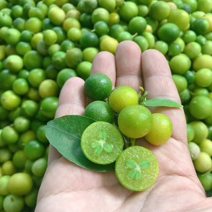 Trên thị trường, những quả chanh được hái từ rừng vẫn có nhưng số lượng rất ít.