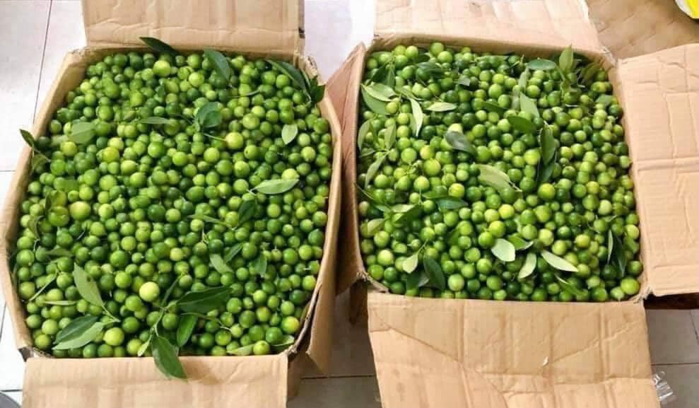 Điểm khác biệt nằm ở chỗ quả chanh hái từ những cây mọc trong rừng sẽ nhỏ hơn và quả không đồng đều. Trong khi đó, quả được hái từ cây dân trồng có kích thước to và đều, đẹp hơn.