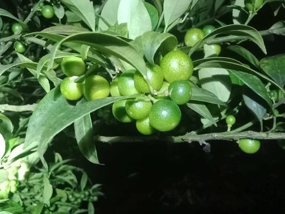 Chanh rừng Mẫu Sơn dễ trồng, không cần chăm sóc nhiều. Tuy nhiên, chúng phát triển rất chậm, không như các loại chanh khác.