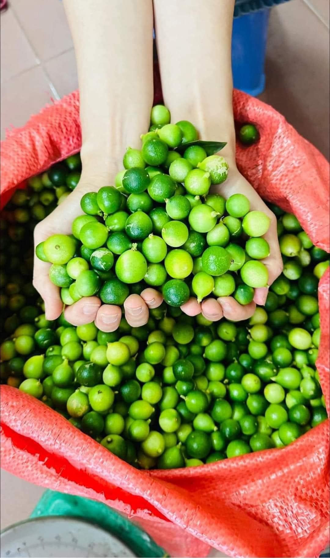 Theo các tiểu thương, chanh hái từ những cây mọc trong rừng và được trồng có chất lượng ngang nhau.