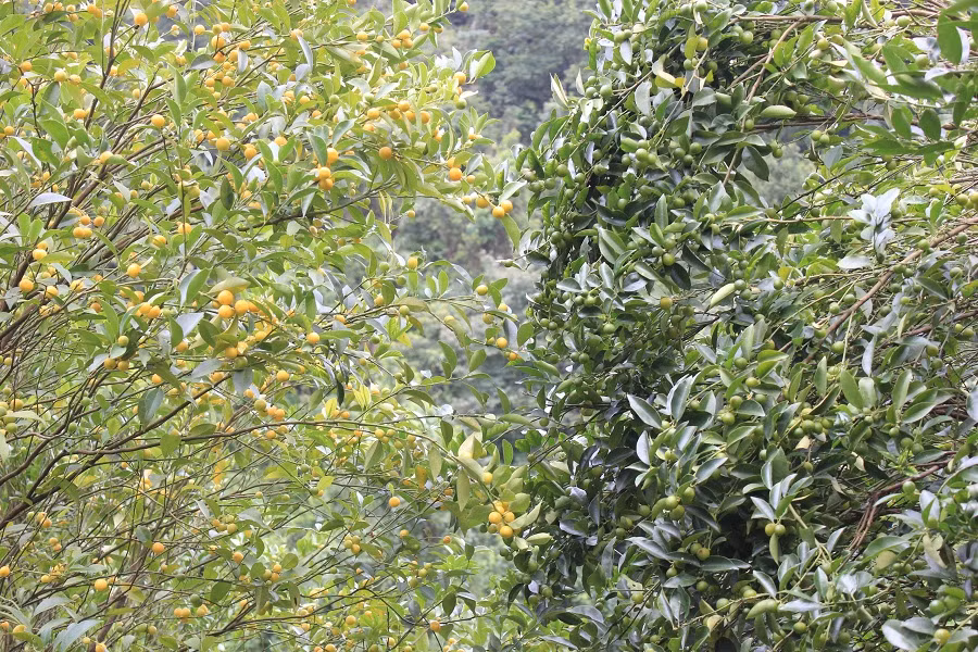 Do có giá trị kinh tế cao nên chanh rừng được người dân địa phương nhân rộng trong các vườn rừng nhằm tăng thêm thu nhập và dễ thu hái.