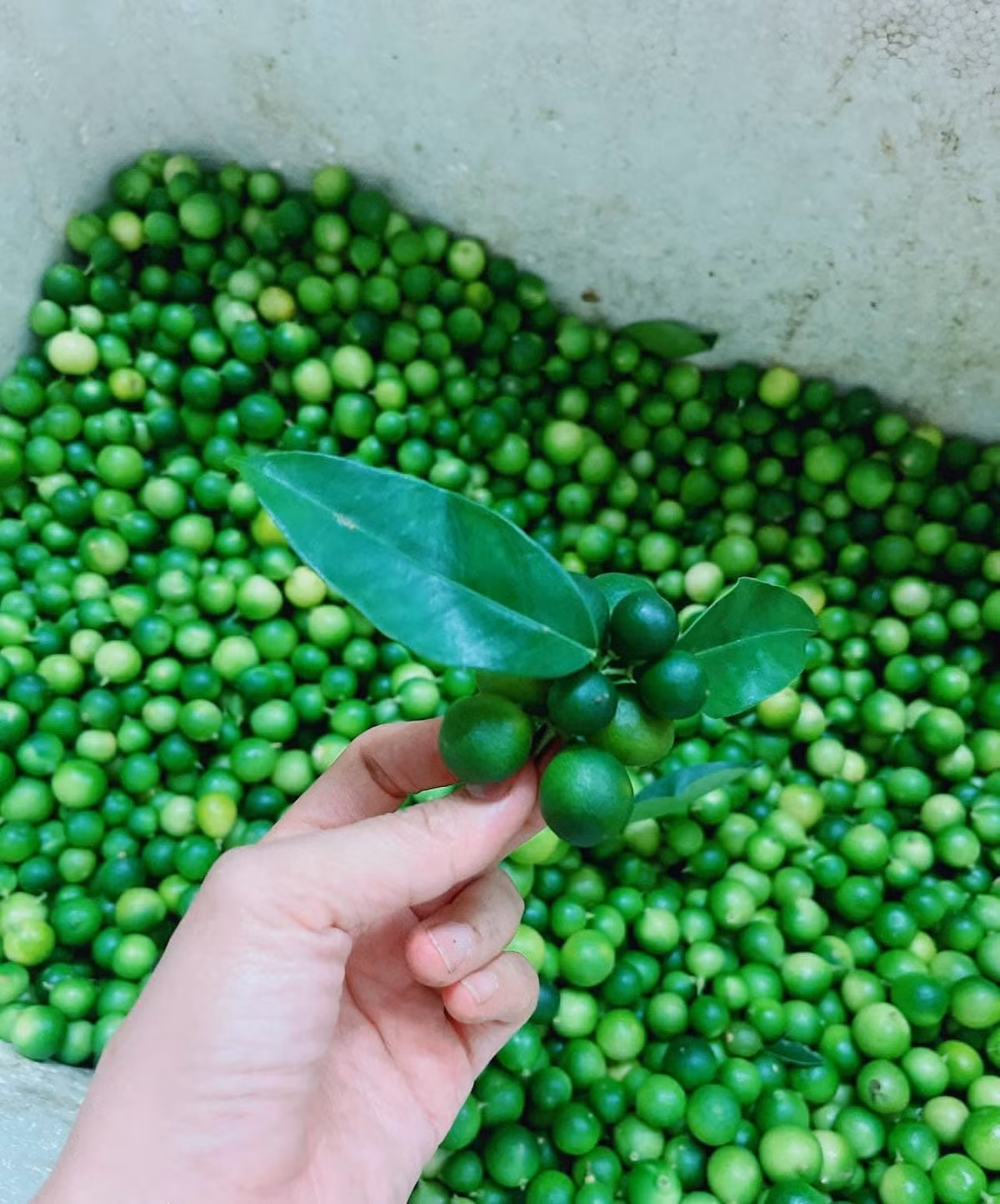 Sot chanh rung be nhu quat, tieu thuong gom khong kip ban