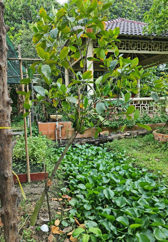 Việt Trinh đùa rằng, khi chăm sóc vườn rau, chị giống như người nông dân thực sự.