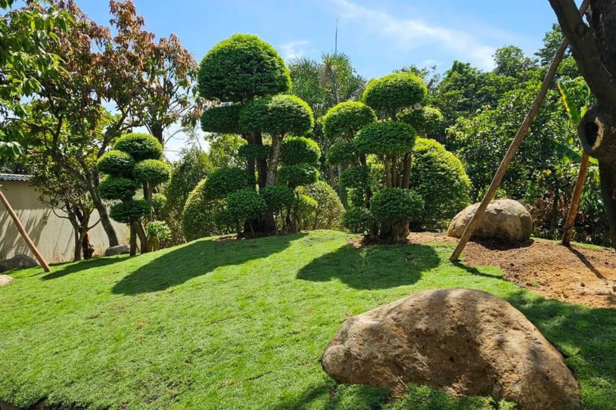 Khu vườn gây ấn tượng với cây cảnh được cắt tỉa có dáng bonsai đẹp mắt.