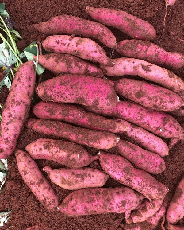 Khoai lang rot gia con 3.500 dong/kg